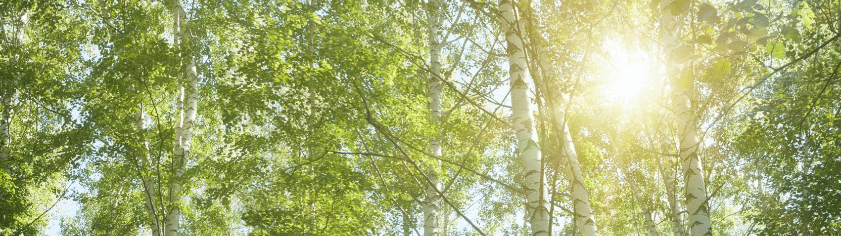 about_us_sustainability_trees_1700x.progressive.png