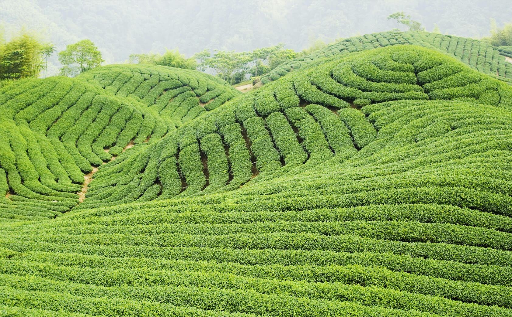 tea_field_3438af83-c4fd-476b-9db0-4ac3a5515054