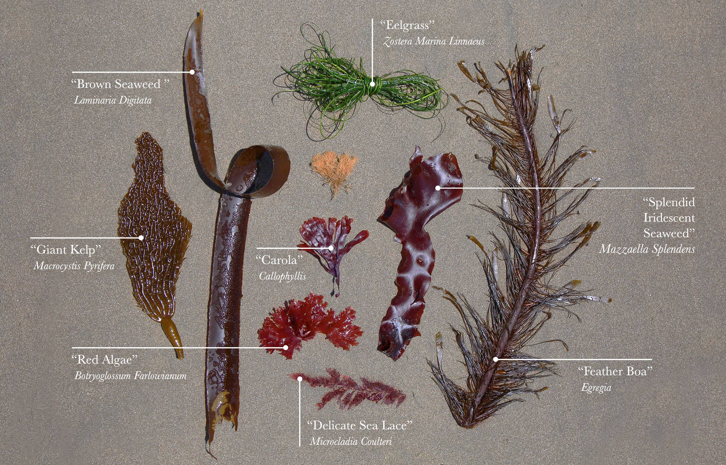 Kelp_Ingredient_Chart