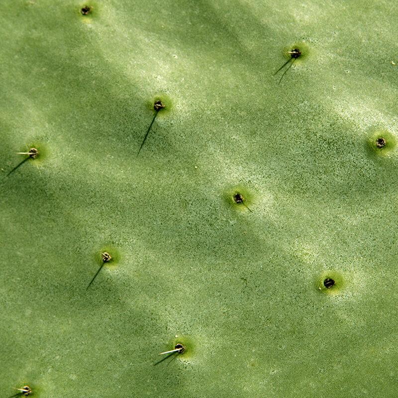 Puristry Nopal Cactus