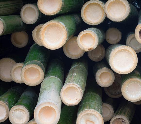 blog_bamboo_blur_tinted_main_module
