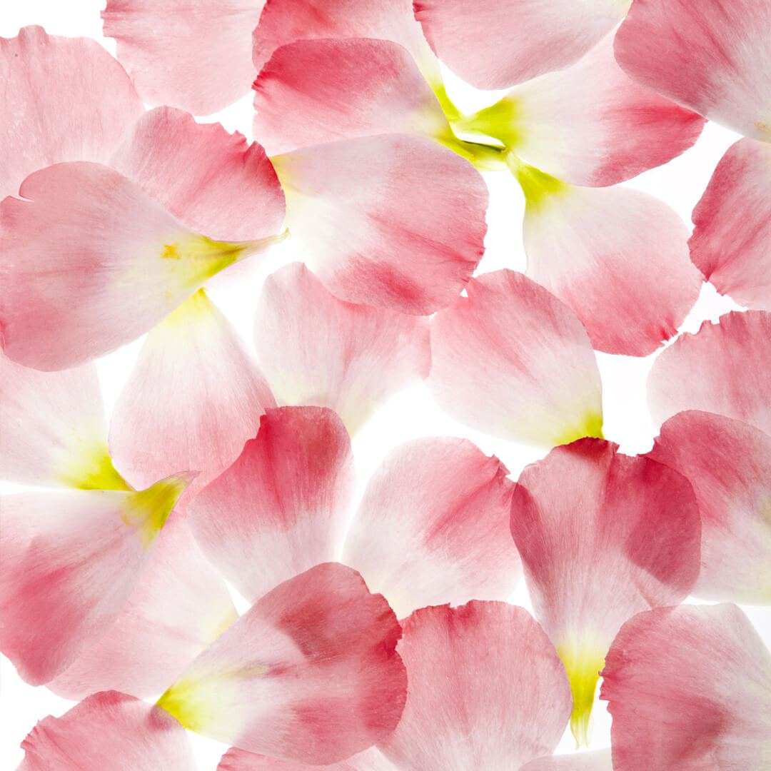 rose_petals