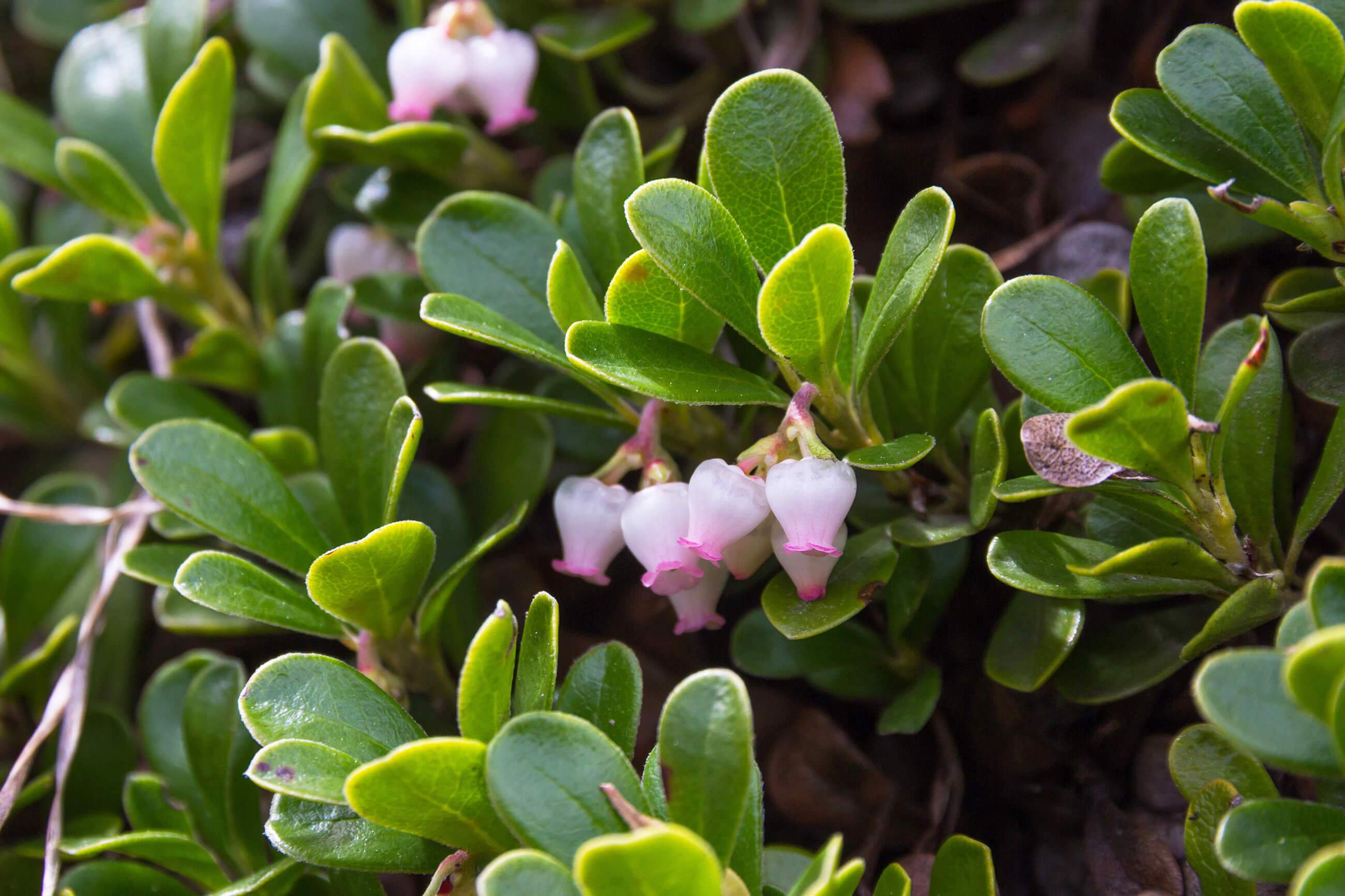 bearyberry