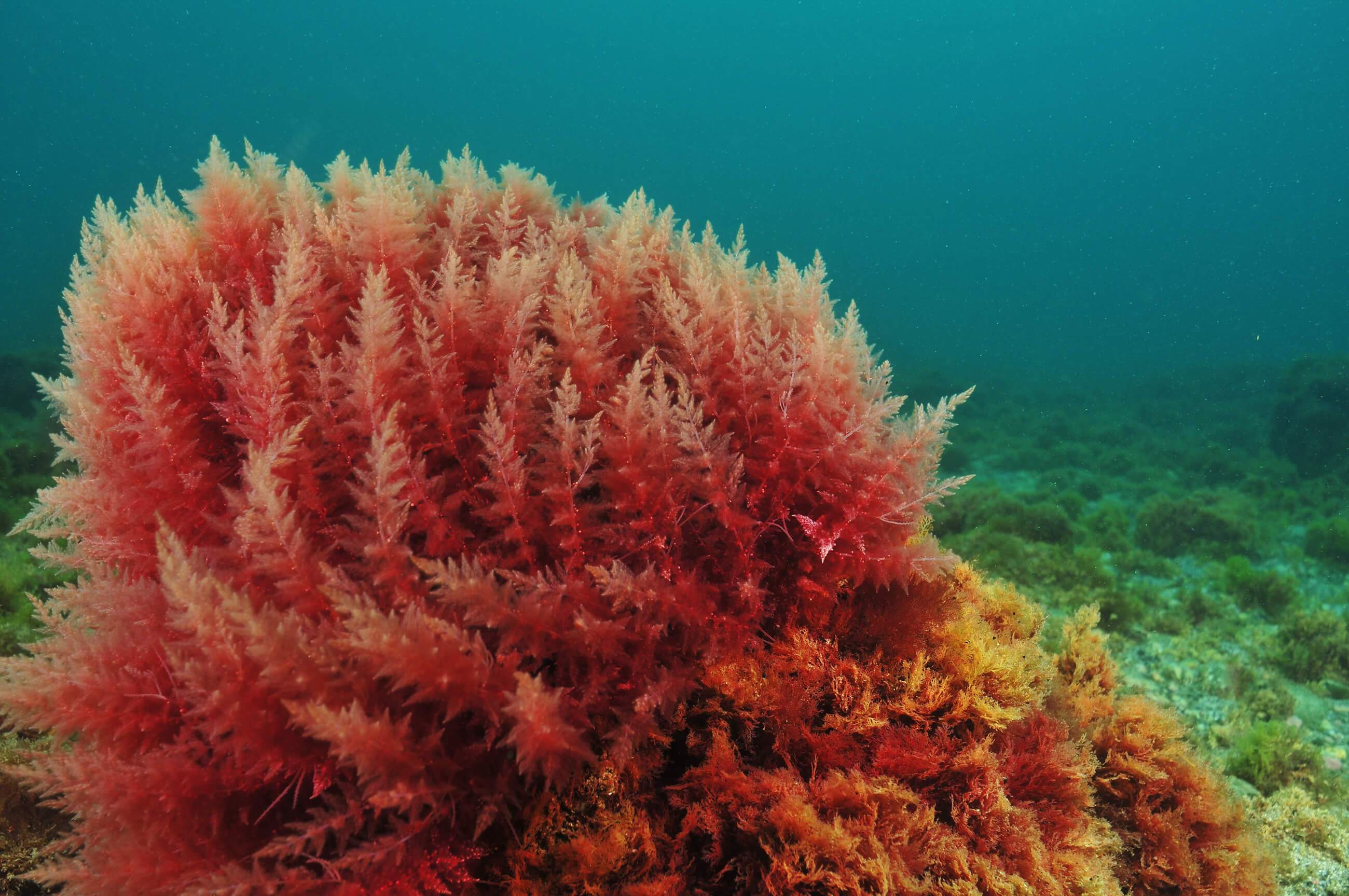 red_algae