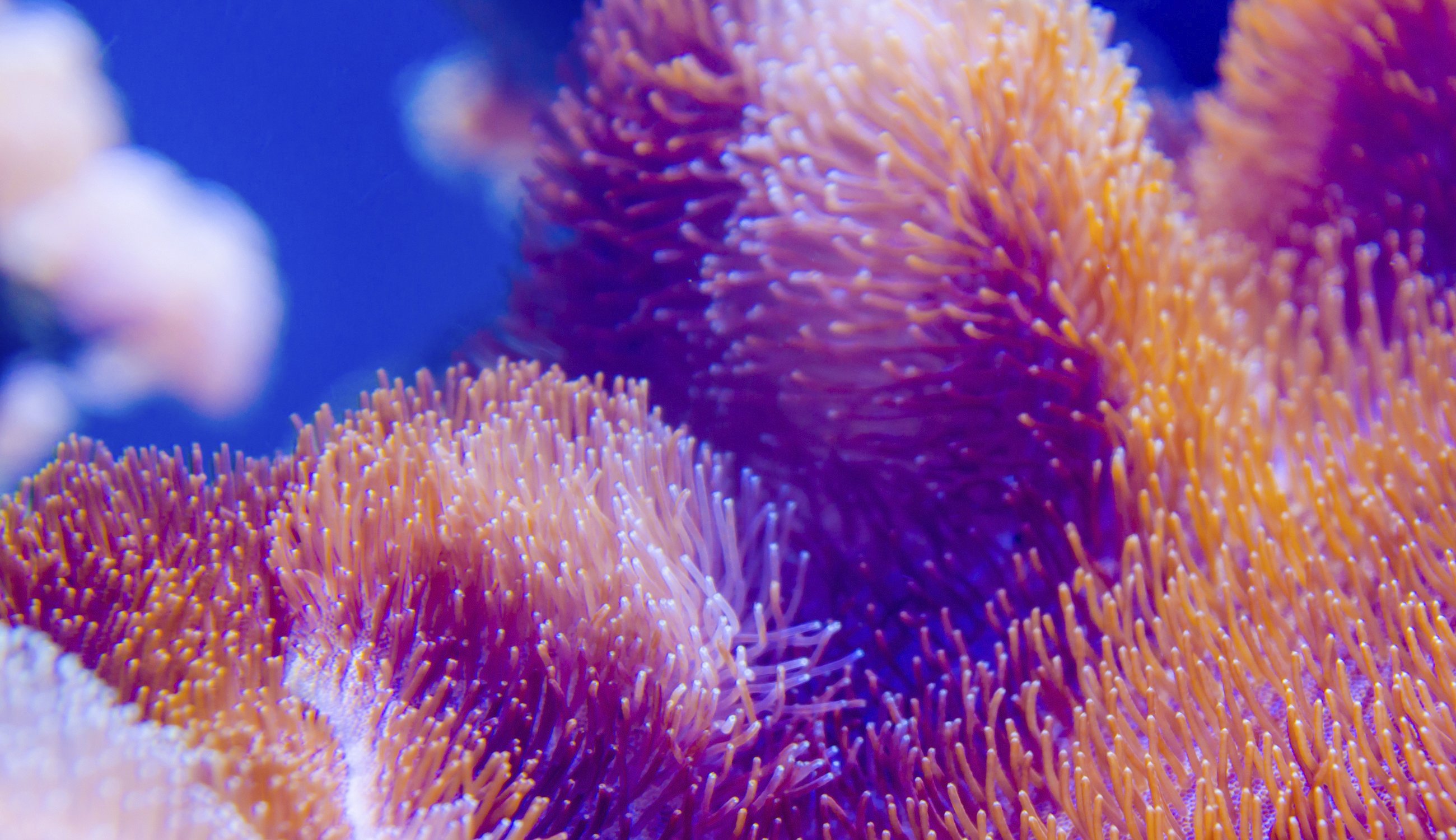 Coral_Reef