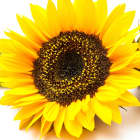SUNFLOWER SEED OIL