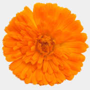 CALENDULA